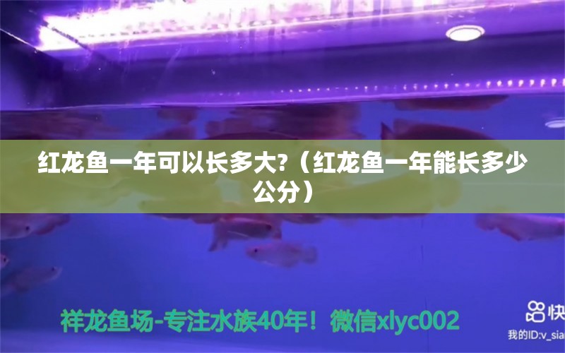 红龙鱼一年可以长多大?（红龙鱼一年能长多少公分） 印尼红龙鱼