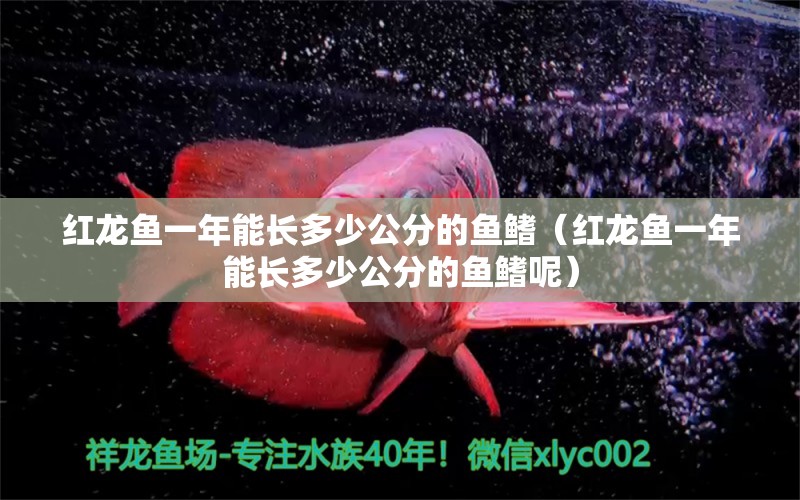 红龙鱼一年能长多少公分的鱼鳍（红龙鱼一年能长多少公分的鱼鳍呢）