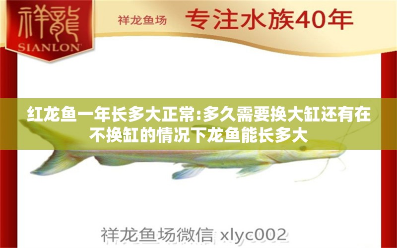 红龙鱼一年长多大正常:多久需要换大缸还有在不换缸的情况下龙鱼能长多大