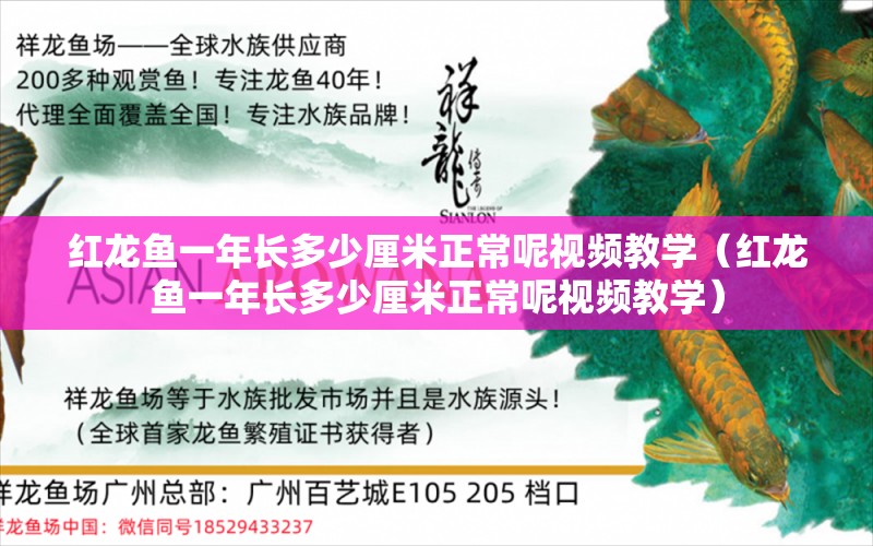 红龙鱼一年长多少厘米正常呢视频教学（红龙鱼一年长多少厘米正常呢视频教学） 印尼红龙鱼