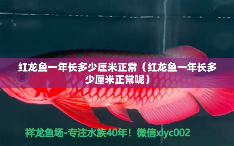 红龙鱼一年长多少厘米正常（红龙鱼一年长多少厘米正常呢）