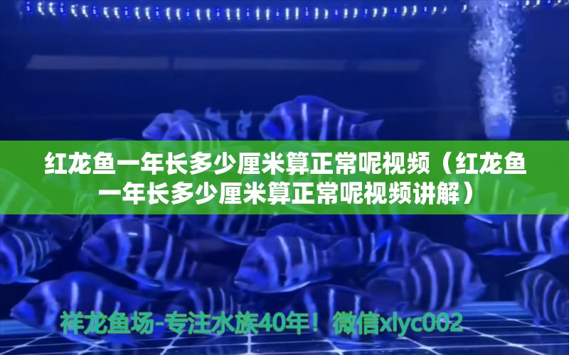 红龙鱼一年长多少厘米算正常呢视频（红龙鱼一年长多少厘米算正常呢视频讲解） 印尼红龙鱼