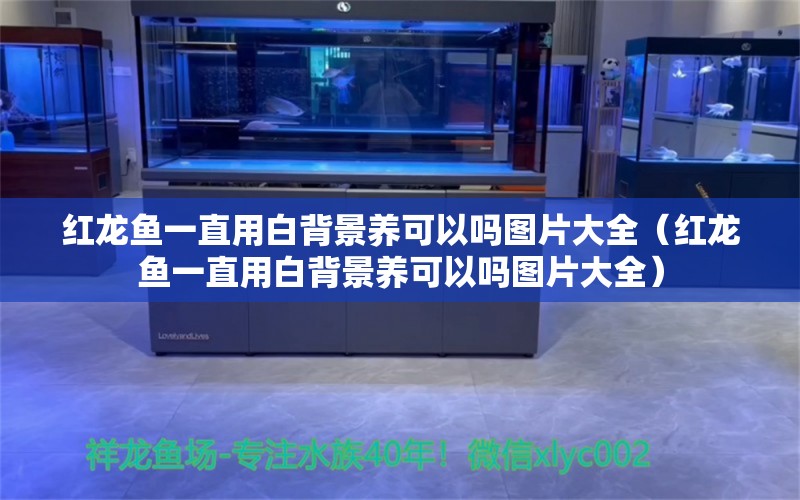 红龙鱼一直用白背景养可以吗图片大全（红龙鱼一直用白背景养可以吗图片大全）