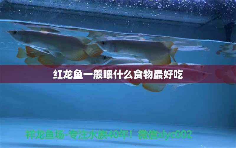 红龙鱼一般喂什么食物最好吃 龙鱼百科 第1张