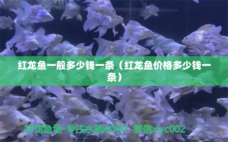 红龙鱼一般多少钱一条（红龙鱼价格多少钱一条） 龙鱼百科 第2张