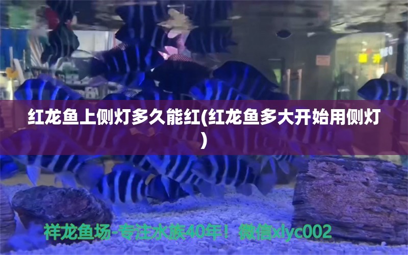 红龙鱼上侧灯多久能红(红龙鱼多大开始用侧灯) 海象鱼 第1张