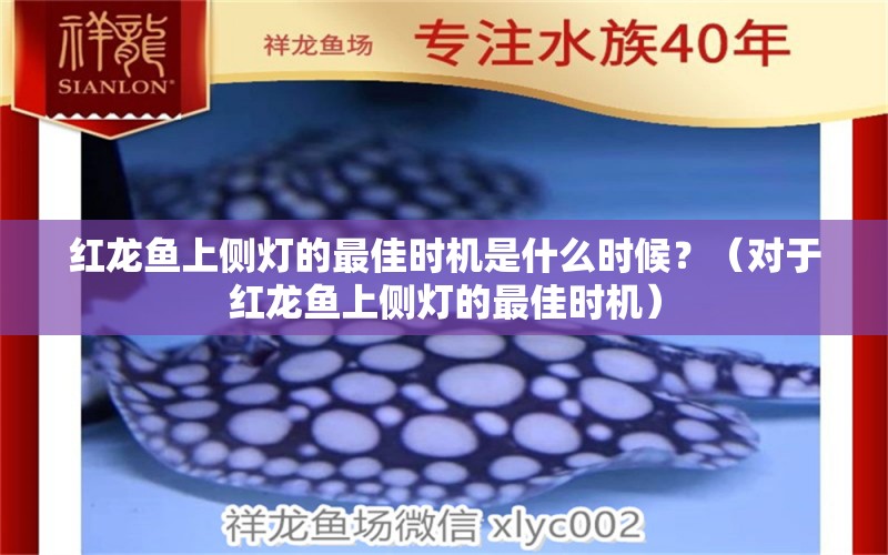 红龙鱼上侧灯的最佳时机是什么时候？（对于红龙鱼上侧灯的最佳时机） 龙鱼百科 第2张