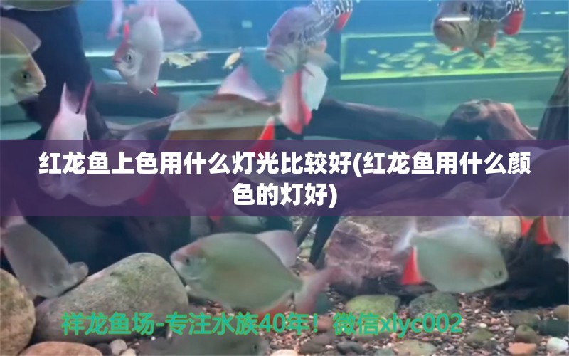 红龙鱼上色用什么灯光比较好(红龙鱼用什么颜色的灯好)