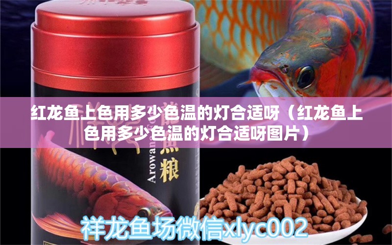 红龙鱼上色用多少色温的灯合适呀（红龙鱼上色用多少色温的灯合适呀图片）