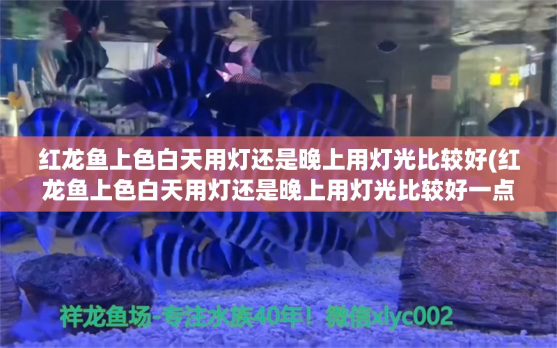 红龙鱼上色白天用灯还是晚上用灯光比较好(红龙鱼上色白天用灯还是晚上用灯光比较好一点) 虎纹银版鱼