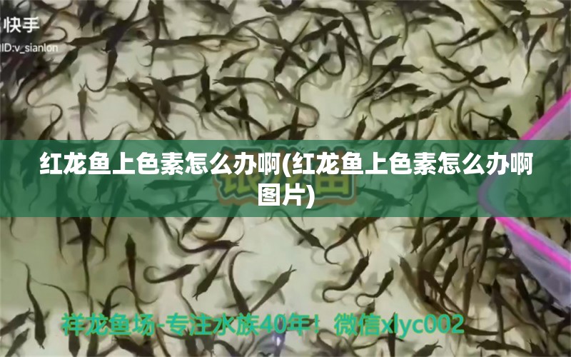 红龙鱼上色素怎么办啊(红龙鱼上色素怎么办啊图片) 水族品牌