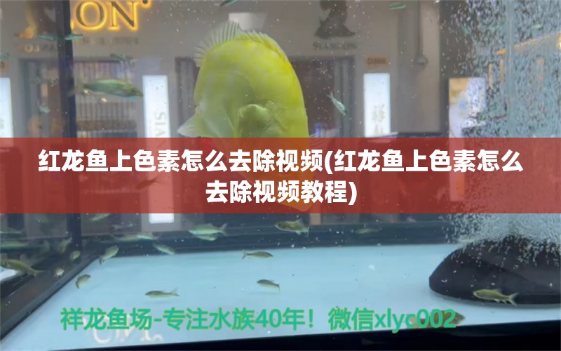 红龙鱼上色素怎么去除视频(红龙鱼上色素怎么去除视频教程) 黑白双星