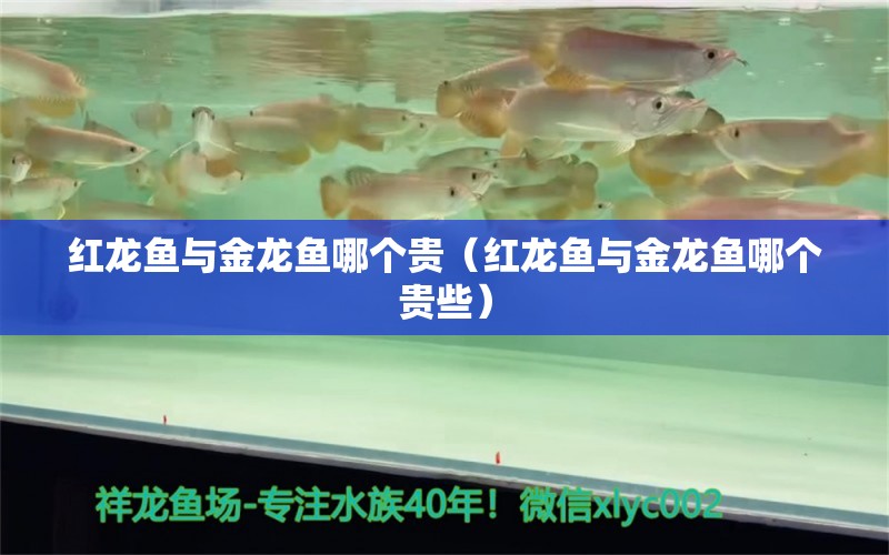 红龙鱼与金龙鱼哪个贵（红龙鱼与金龙鱼哪个贵些）