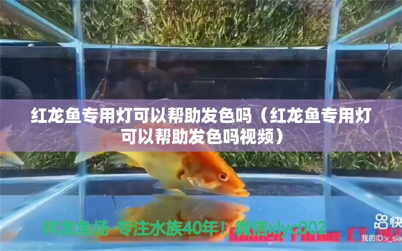 红龙鱼专用灯可以帮助发色吗（红龙鱼专用灯可以帮助发色吗视频）