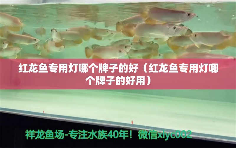 红龙鱼专用灯哪个牌子的好（红龙鱼专用灯哪个牌子的好用）