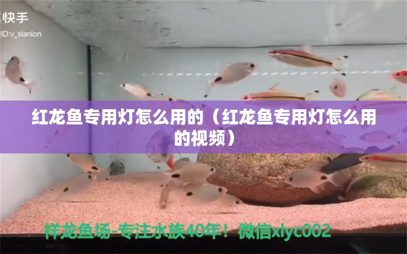 红龙鱼专用灯怎么用的（红龙鱼专用灯怎么用的视频） 印尼红龙鱼