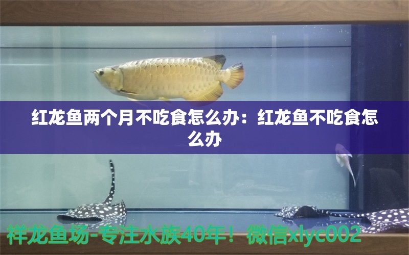 红龙鱼两个月不吃食怎么办：红龙鱼不吃食怎么办