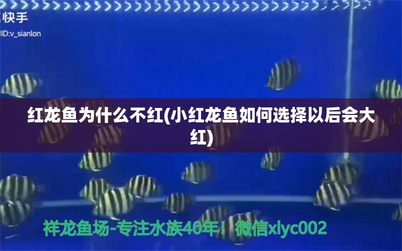 红龙鱼为什么不红(小红龙鱼如何选择以后会大红) 红尾平克鱼