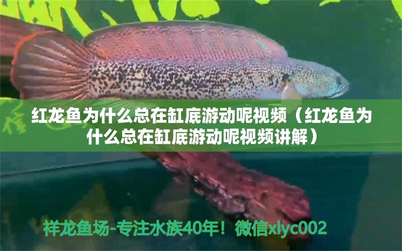 红龙鱼为什么总在缸底游动呢视频（红龙鱼为什么总在缸底游动呢视频讲解） 龙鱼百科