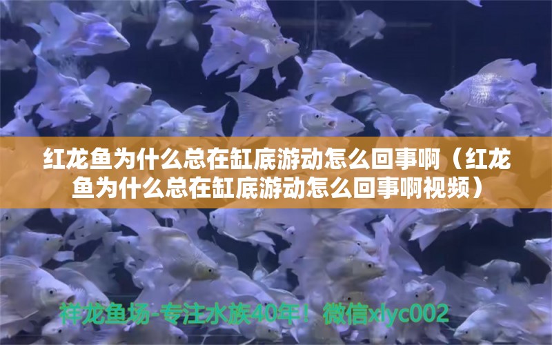 红龙鱼为什么总在缸底游动怎么回事啊（红龙鱼为什么总在缸底游动怎么回事啊视频）