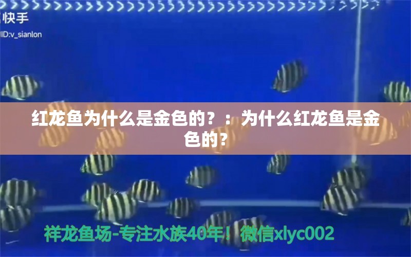 红龙鱼为什么是金色的？：为什么红龙鱼是金色的？