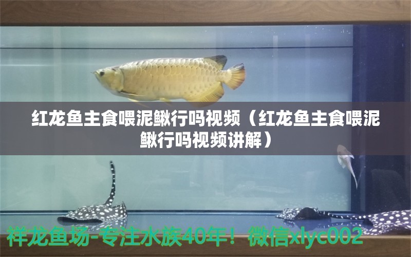 红龙鱼主食喂泥鳅行吗视频（红龙鱼主食喂泥鳅行吗视频讲解）