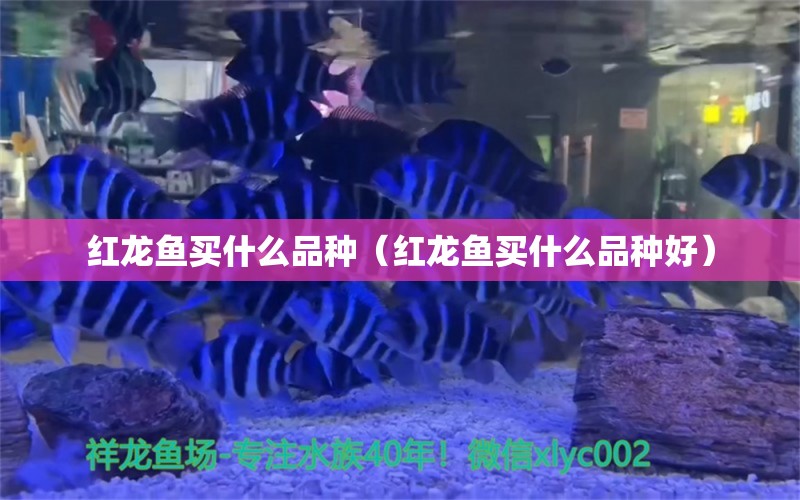 红龙鱼买什么品种（红龙鱼买什么品种好） 广州龙鱼批发市场