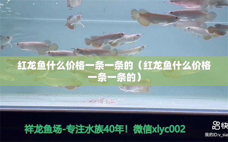 红龙鱼什么价格一条一条的（红龙鱼什么价格一条一条的） 龙鱼百科