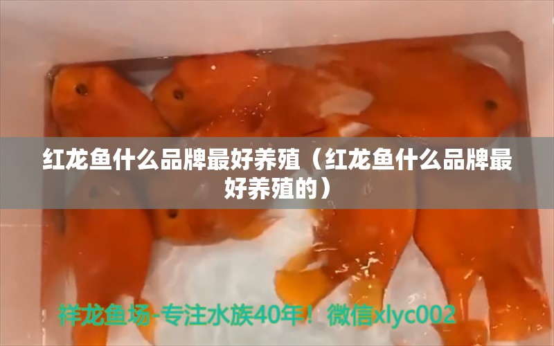 红龙鱼什么品牌最好养殖（红龙鱼什么品牌最好养殖的） 印尼红龙鱼