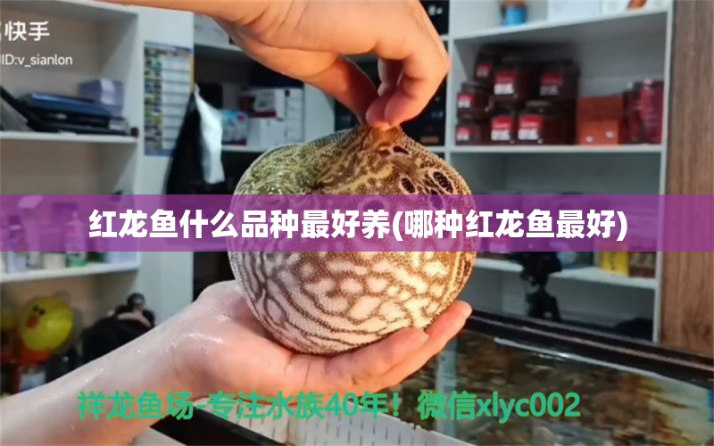 红龙鱼什么品种最好养(哪种红龙鱼最好) 黄鳍鲳鱼