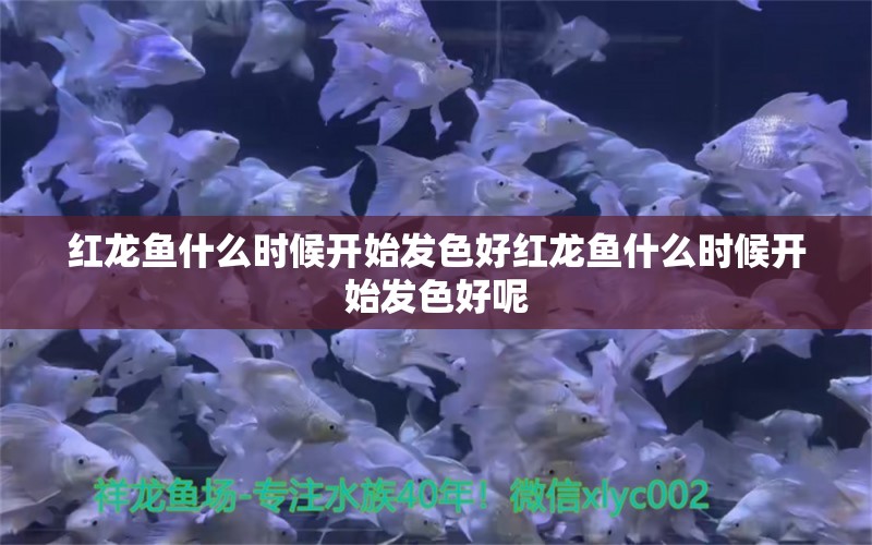 红龙鱼什么时候开始发色好红龙鱼什么时候开始发色好呢