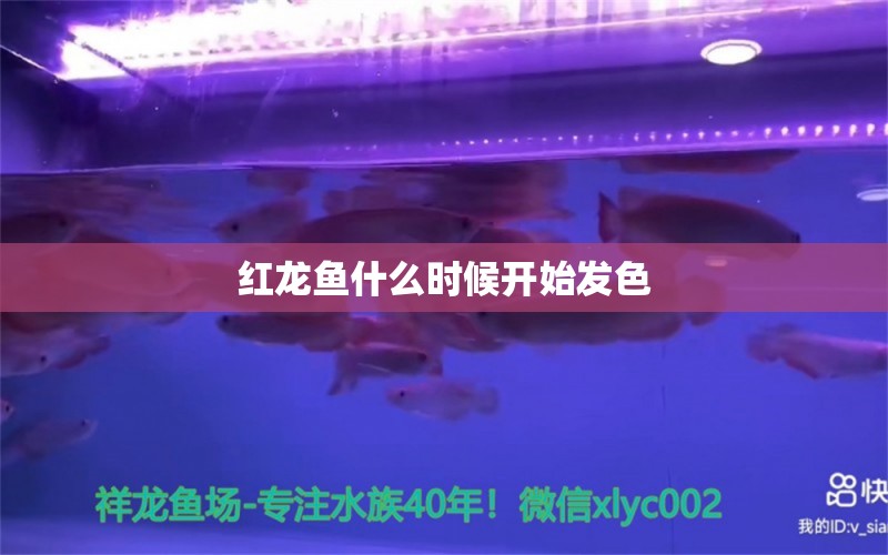 红龙鱼什么时候开始发色