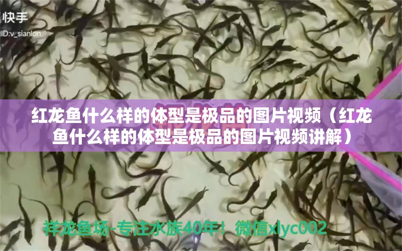 红龙鱼什么样的体型是极品的图片视频（红龙鱼什么样的体型是极品的图片视频讲解） 量子养鱼技术