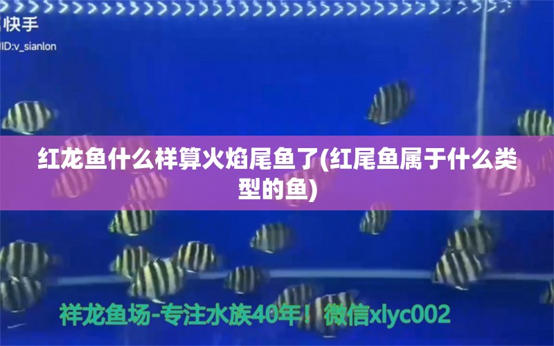 红龙鱼什么样算火焰尾鱼了(红尾鱼属于什么类型的鱼) 祥龙金禾金龙鱼