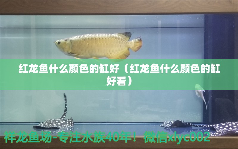 红龙鱼什么颜色的缸好（红龙鱼什么颜色的缸好看）