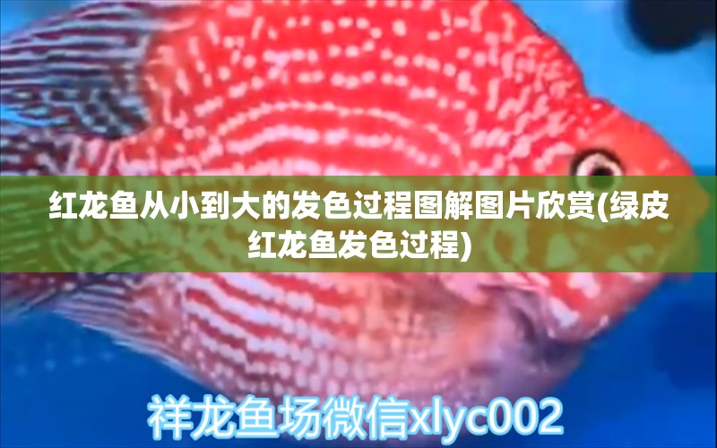 红龙鱼从小到大的发色过程图解图片欣赏(绿皮红龙鱼发色过程) 泰国雪鲫鱼
