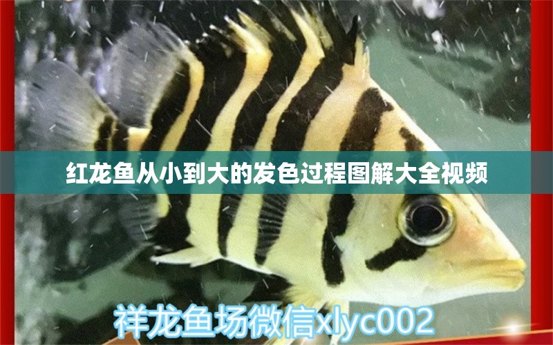 红龙鱼从小到大的发色过程图解大全视频 水族问答 第1张