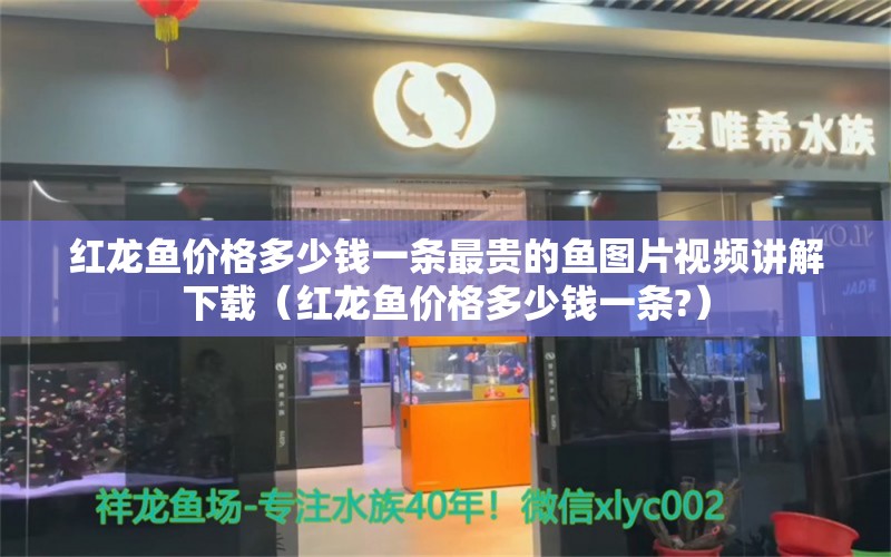 红龙鱼价格多少钱一条最贵的鱼图片视频讲解下载（红龙鱼价格多少钱一条?） 龙鱼百科