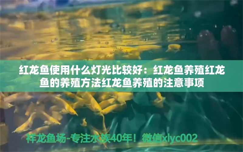 红龙鱼使用什么灯光比较好：红龙鱼养殖红龙鱼的养殖方法红龙鱼养殖的注意事项