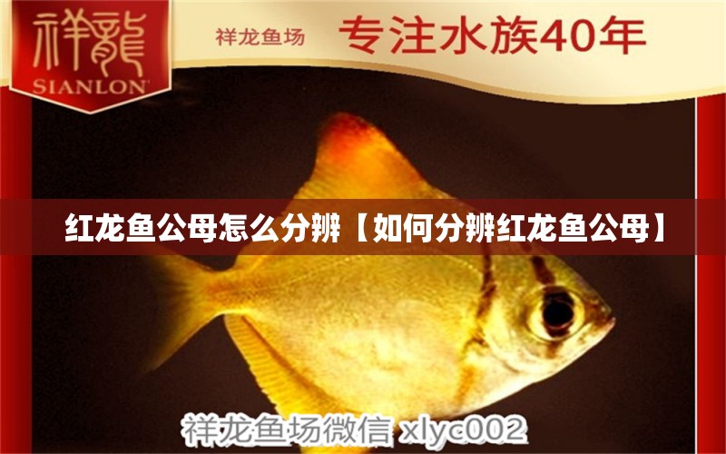 红龙鱼公母怎么分辨【如何分辨红龙鱼公母】 水族问答 第1张