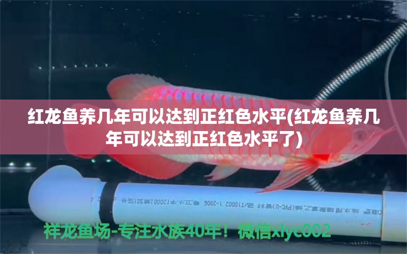 红龙鱼养几年可以达到正红色水平(红龙鱼养几年可以达到正红色水平了) 鱼缸净水剂