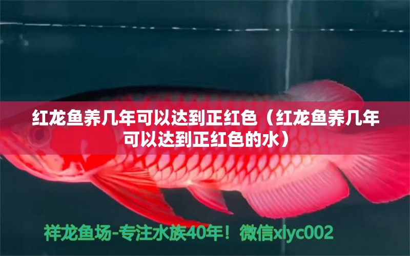 红龙鱼养几年可以达到正红色（红龙鱼养几年可以达到正红色的水） 印尼红龙鱼
