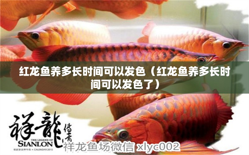 红龙鱼养多长时间可以发色（红龙鱼养多长时间可以发色了）