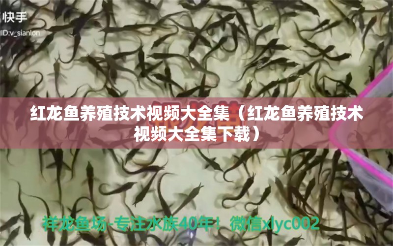 红龙鱼养殖技术视频大全集（红龙鱼养殖技术视频大全集下载）