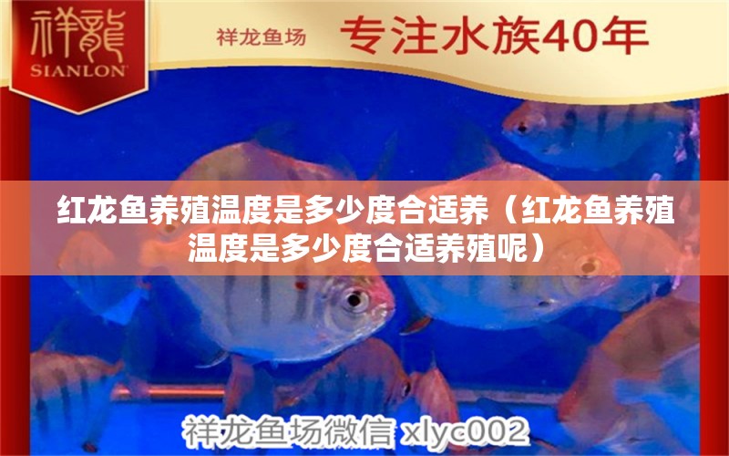 红龙鱼养殖温度是多少度合适养（红龙鱼养殖温度是多少度合适养殖呢） 龙鱼百科