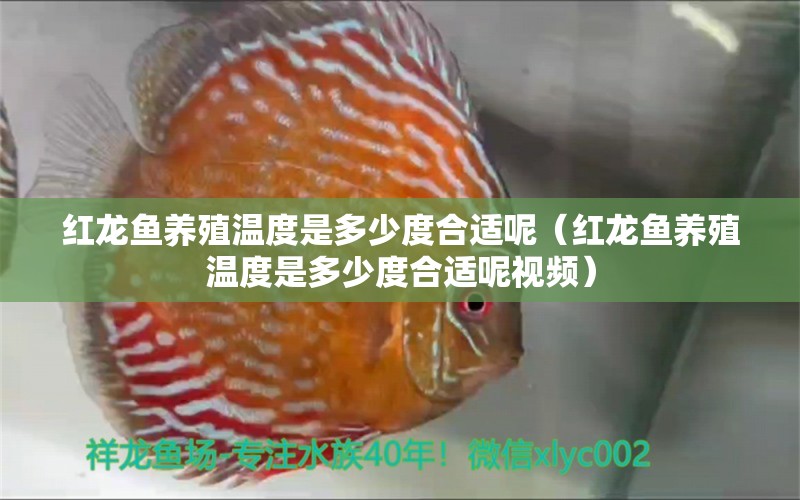 红龙鱼养殖温度是多少度合适呢（红龙鱼养殖温度是多少度合适呢视频） 龙鱼百科