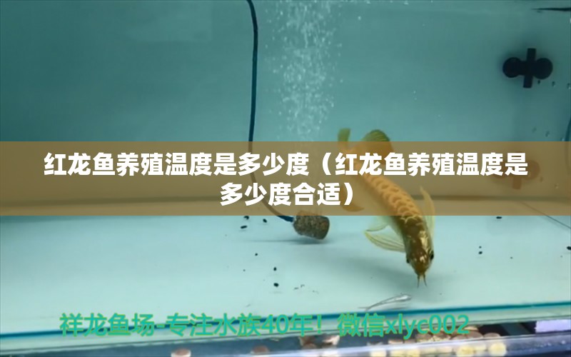 红龙鱼养殖温度是多少度（红龙鱼养殖温度是多少度合适） 龙鱼百科