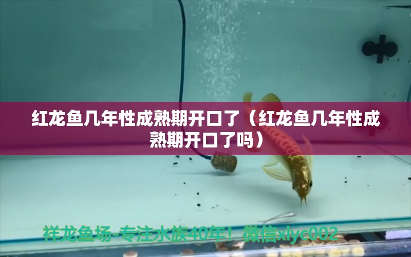 红龙鱼几年性成熟期开口了（红龙鱼几年性成熟期开口了吗）