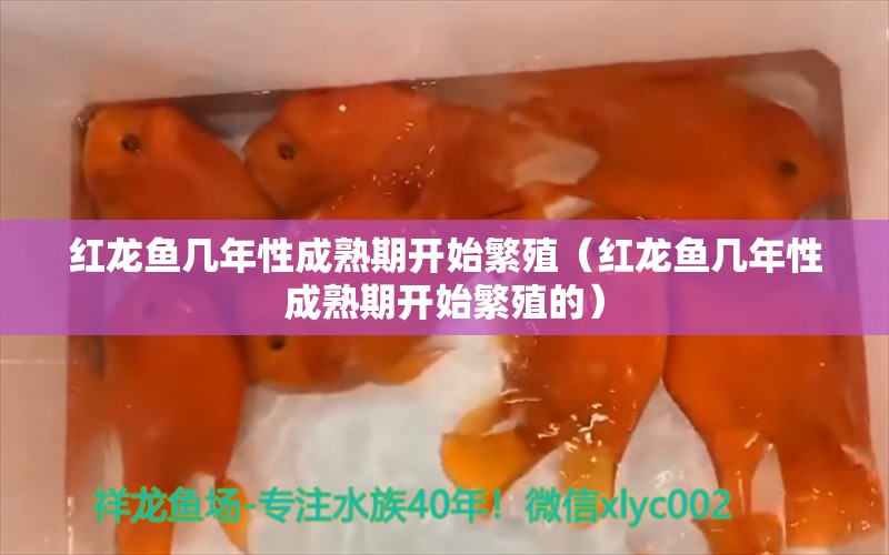 红龙鱼几年性成熟期开始繁殖（红龙鱼几年性成熟期开始繁殖的）