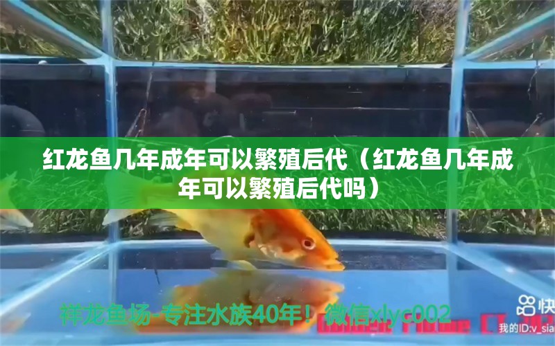 红龙鱼几年成年可以繁殖后代（红龙鱼几年成年可以繁殖后代吗） 印尼红龙鱼